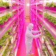 Illustration for article titled Your Lettuce Could Come From an Old Semiconductor Factory